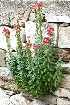 Gura Leului(Antirrhinum majus)